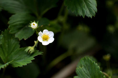 lifestyle preschooler child girl cook food in the kitchen. development of fine motor skills in everyday life from scrap materials. the child cuts the eggs with a yellow egg cutterの写真素材