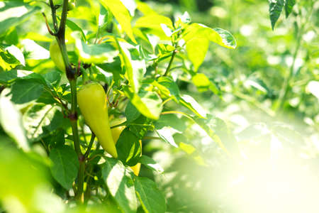ripe light green peppers hanging on a bush in the garden on a summer day. harvest concept....