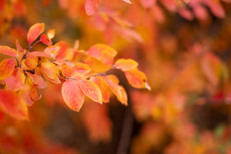 a steep planed tree with yellow castings and ripe autumn berries. Slow Motion. Foliageの写真素材