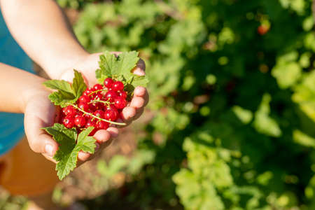 preschooler girl holding a handful of red sweet ripe currants in her hands in the garden at the dacha in the garden bed. harvest concept. Eco-friendly products of veggies own growingの写真素材