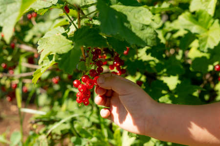 preschooler girl collects red sweet ripe currants from a bush in the garden at the dacha in the garden bed. harvest concept. Eco-friendly products of veggies own growingの写真素材