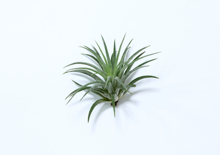 Air plant with scientific name Tillandsia.の写真素材
