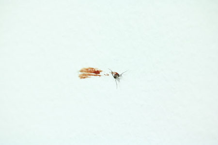 Mosquito carcasses and blood on the wall.の写真素材