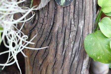 Dry tree branch as back drop with frame of leaves.の写真素材