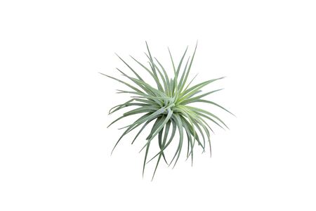 Air plant with scientific name Tillandsia.の写真素材