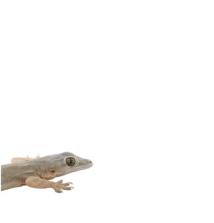Lizard on white backgroundの写真素材