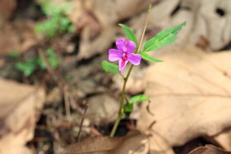 Pink flowers in the forest.の写真素材