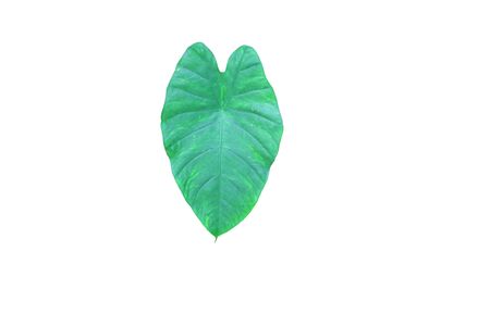 Green leaves on a white background.の写真素材
