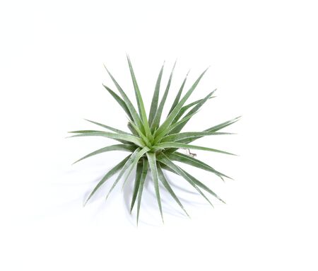 Air plant with scientific name Tillandsia.の写真素材