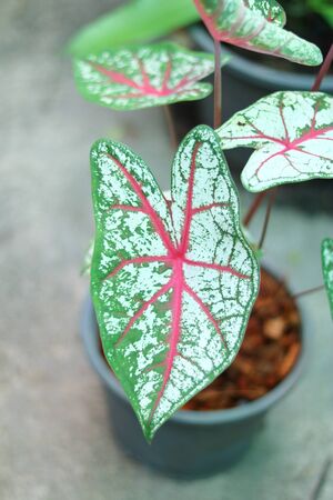 Bon leaves are colorful. green and red color.の写真素材