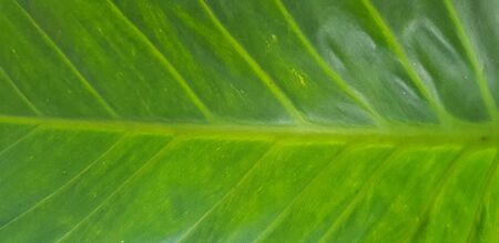 green leaf background. Leaves texture.の写真素材