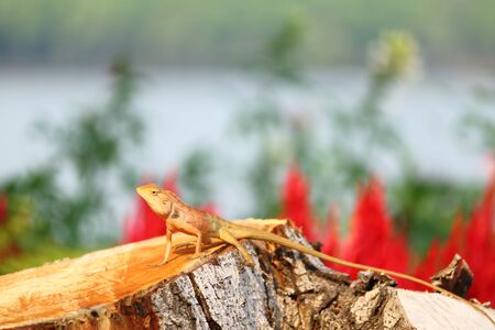 Chameleon on the treeの写真素材