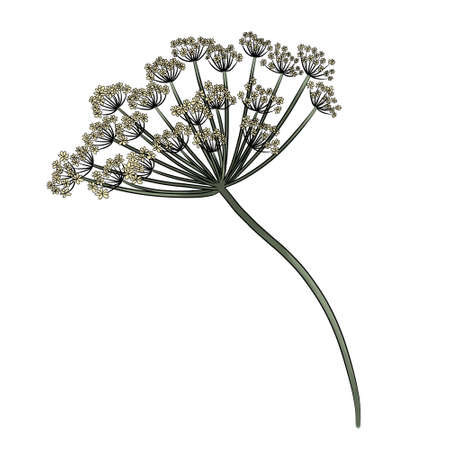 Isolated white anise meadow flower illustrationの写真素材