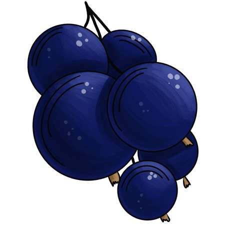 black currant berry isolated on white backgroundの写真素材