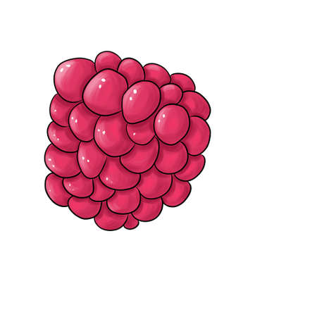 one isolated village raspberry on a white backgroundの写真素材