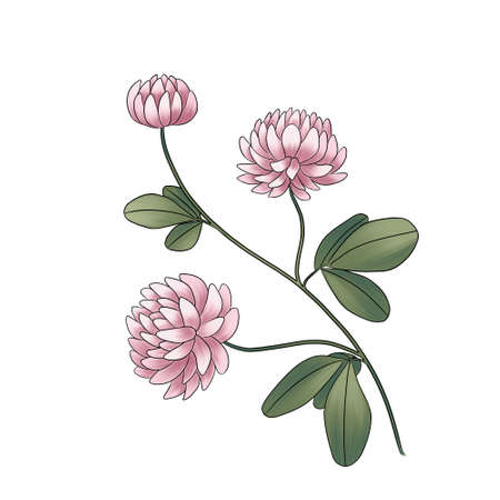 wild flower clover pink isolated on white backgroundの写真素材