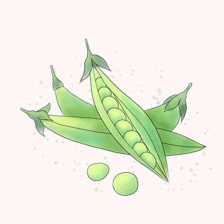 bright green pea pods on white backgroundの写真素材