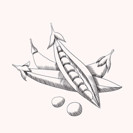 black and white graphic sketch of peas on a white backgroundの写真素材