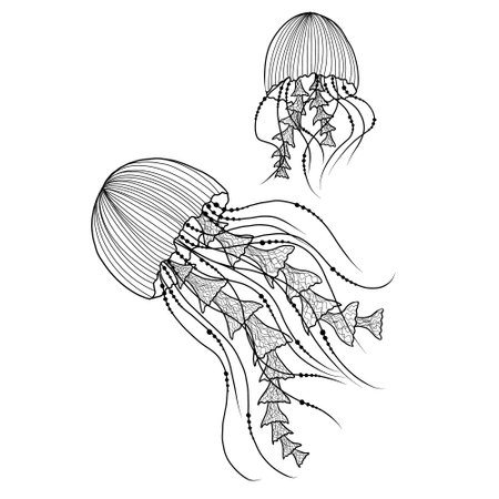 sketch of two black and white graphic jellyfishの写真素材