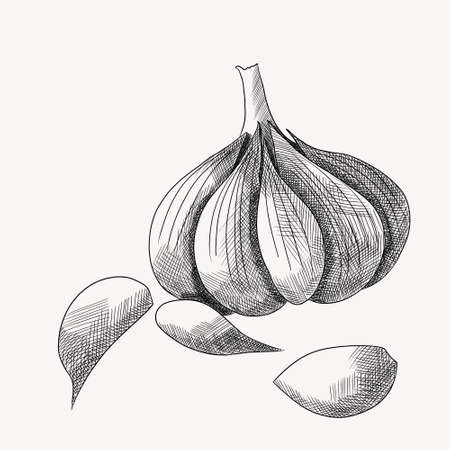 black and white graphic head of garlic with cloves on a white backgroundの写真素材