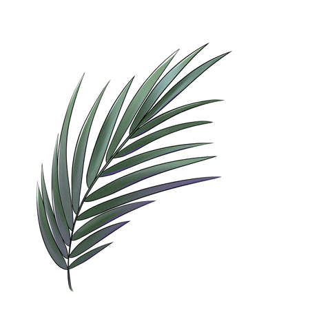 Palm leaves isolated on whiteの写真素材