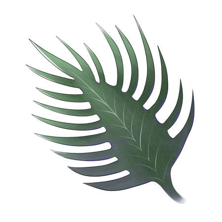 Big green leaf of Monstera plant, isolated on white.の写真素材