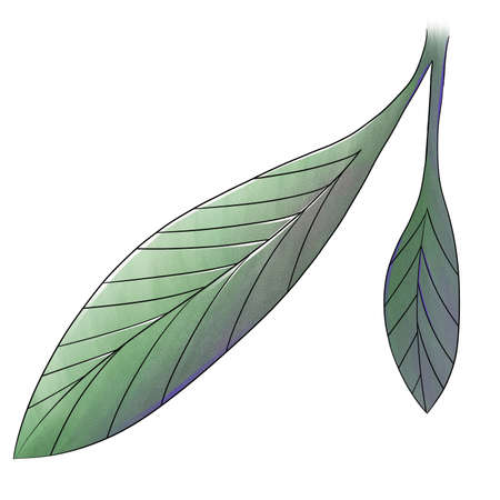 two leaf plant isolated on whiteの写真素材