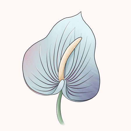 blue anthurium flower isolated on whiteの写真素材