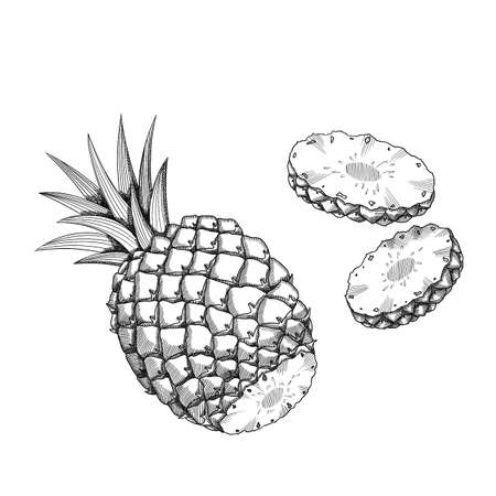 pineapple whole and slices black white sketch isolatedの写真素材