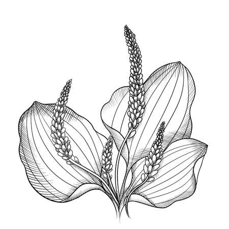 blooming black and white graphic plantain sketchの写真素材