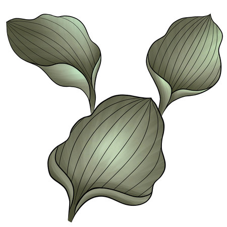 three green leaves of medicinal plantainの写真素材