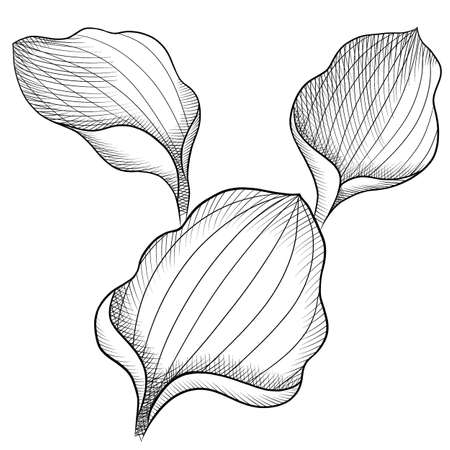 black and white graphic plantain leaves sketchの写真素材