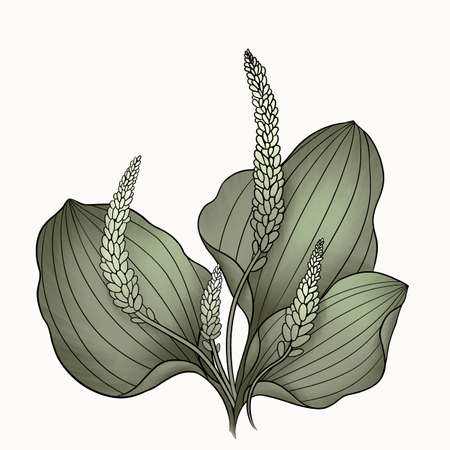 blooming green meadow medicinal plantainの写真素材