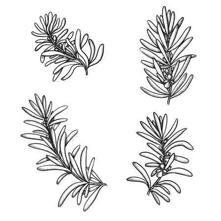 set of medicinal rosemary branches with flowers sketch isolated on white backgroundの写真素材