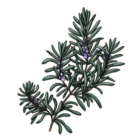 branch of medicinal rosemary with flowers isolated on white backgroundの写真素材