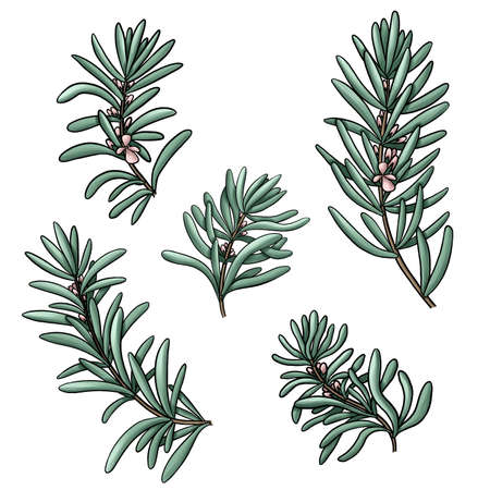 set of medicinal rosemary branches with flowers sketch isolatedの写真素材