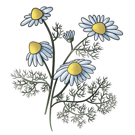 two sprigs of chamomile with flowers and leaves graphic sketchの写真素材