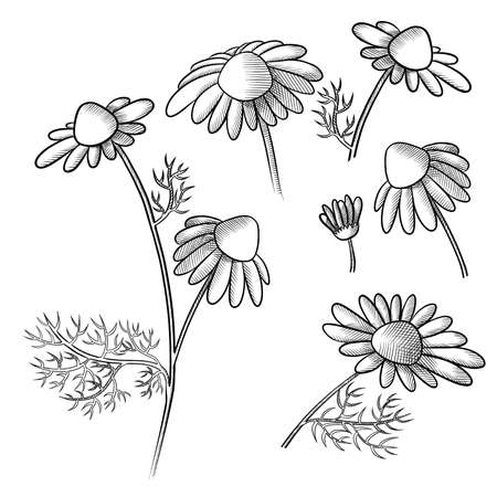 set of chamomile sprigs with flowers and leaves graphic sketchの写真素材