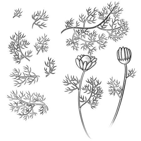 set of chamomile sprigs with flowers and leaves graphic sketchの写真素材