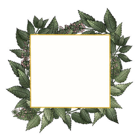 frame invitation with mint branches and flowersの写真素材