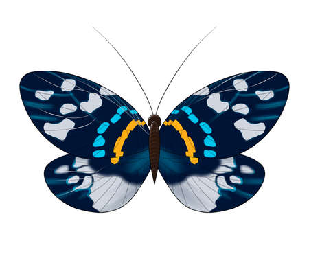 butterfly blue orange brown with spots isolatedの写真素材