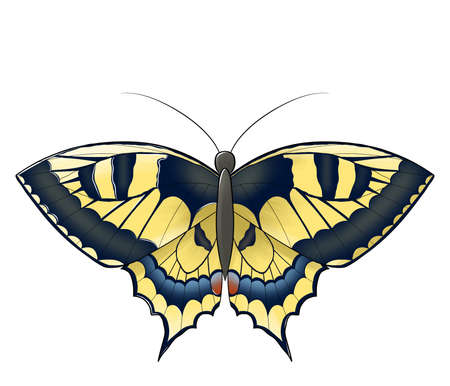 butterfly orange brown with spots isolatedの写真素材