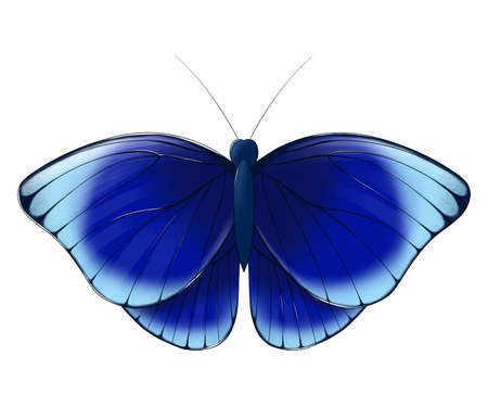 butterfly spot blue isolatedの写真素材