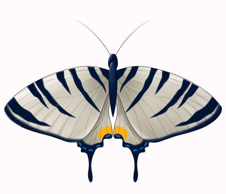 butterfly orange blue gray with spots isolatedの写真素材