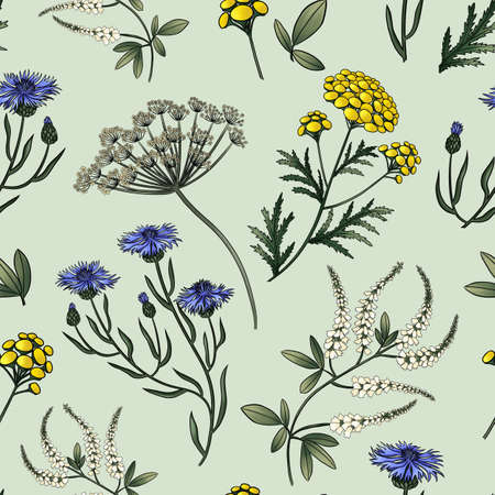 seamless pattern of meadow flowers clover cornflower tansy, anise, thistleの写真素材