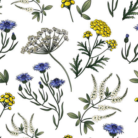 seamless pattern of meadow flowers clover cornflower tansy, anise, thistleの写真素材