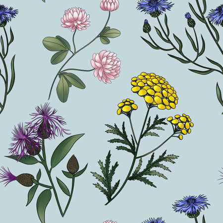 seamless pattern of meadow flowers clover cornflower tansy, anise, thistleの写真素材
