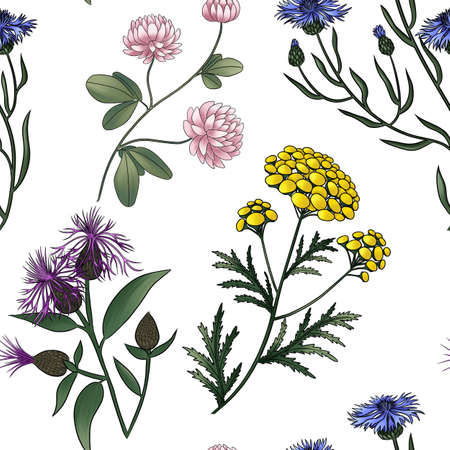 seamless pattern of meadow flowers clover cornflower tansy, anise, thistleの写真素材