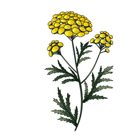 tansy meadow summer yellow flower isolatedの写真素材