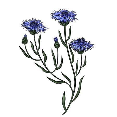 cornflower meadow summer blue flower. Hand-drawn illustration of wildflower isolatedの写真素材